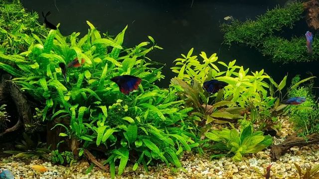 Разве такое бывает? 13 взрослых самцов Петушков в одном аквариуме. смотреть онлайн