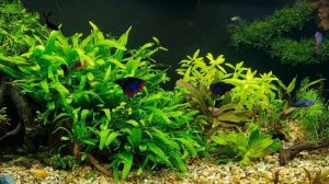 Разве такое бывает? 13 взрослых самцов Петушков в одном аквариуме.