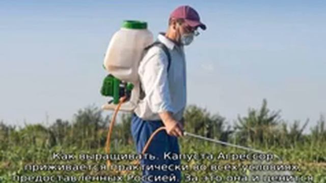 Капуста Агрессор