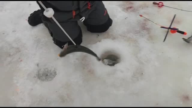 Рыбалка в Красногорске.BigCarp.Ловля форели.Рыбалка на платнике.Беседки,отдых,рыбалка,досуг. смотреть онлайн
