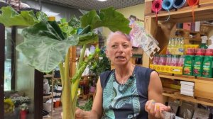 Алоказия Лоу Райдер - обзор сорта | Солидная большая алоказия | Красивые комнатные растения