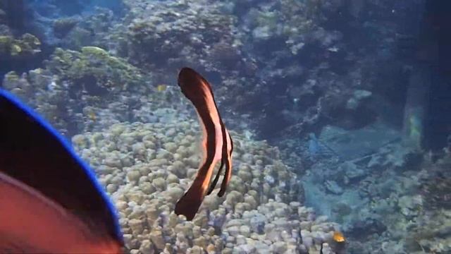 длинноплавниковый молодой платакс смотреть онлайн