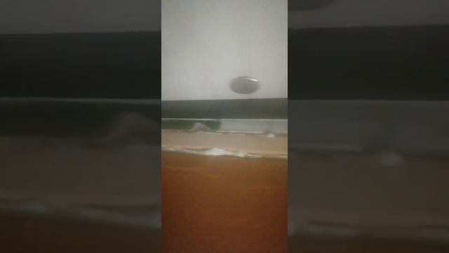 Отделка с гипсокартоном и пеной, Фитнес браслет мне льстит!? Ремонт в однокомнатной кв, это жесть!) смотреть онлайн