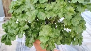 #391.Зацветает моя аристократка-пеларгония Ириол Алиеанора Аквитанская!