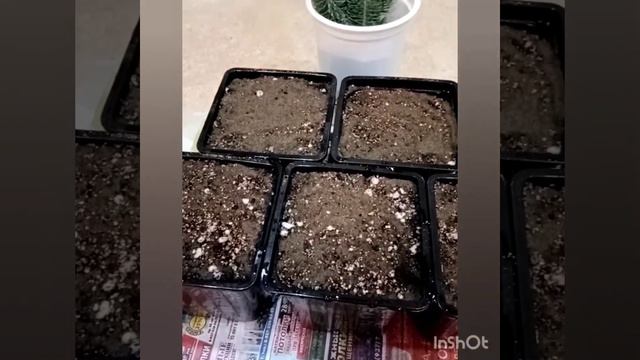 Черенкование голубой ели в январе. смотреть онлайн