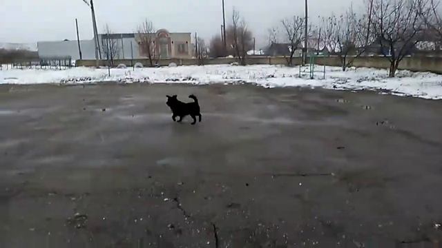 Собака гоняется за птицами !! Что делает Антон? смотреть онлайн