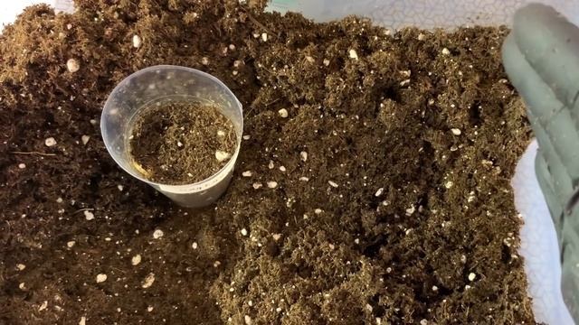 Семена острых перцев начали оживать на 3 сутки после замачивания смотреть онлайн