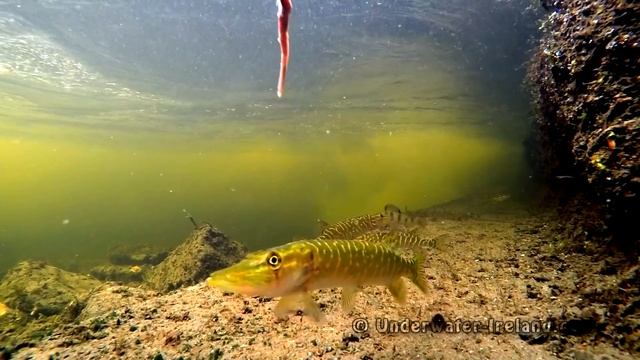 Playing fishing game wt baby pike & baby perch. Игра в рыбалку со щурятами и окушками смотреть онлайн