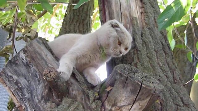 НА ДАЧЕ ВСТРЕТИЛИ ОЧЕНЬ МИЛУЮ КОШЕЧКУ...))) смотреть онлайн