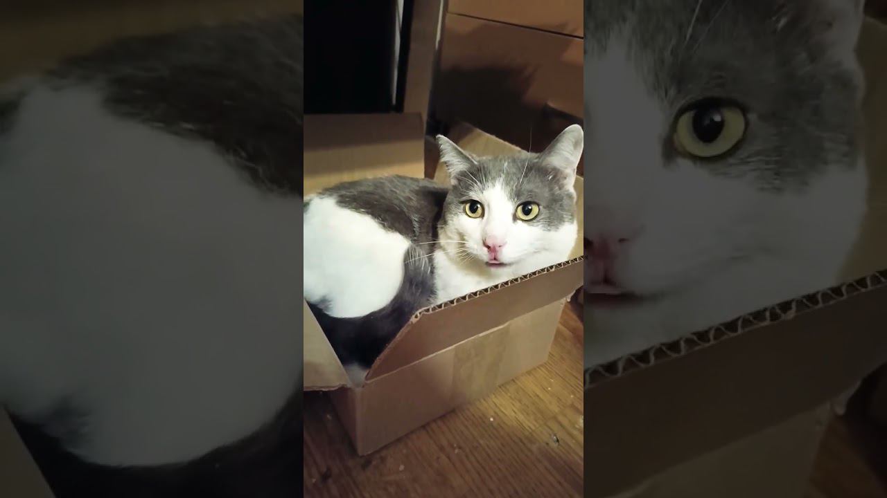 Милый котик, любит спать в коробке. #кот #мурзик #питомец #котики #хвостики смотреть онлайн