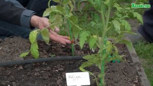 Два томата в одну лунку - стоит ли так сажать?