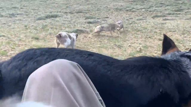 Decoy Doggin with Wyoming Predator Hunts LLC 2020 смотреть онлайн