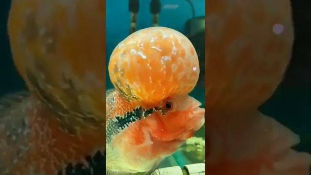 смешная рыба мандаринка ? смотреть онлайн