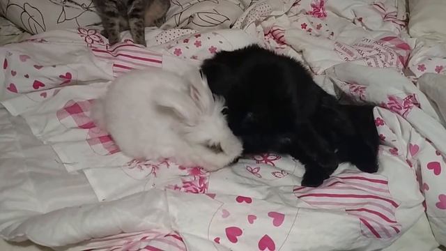Кот моет кролика смотреть онлайн