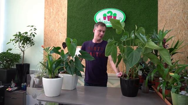 обзор растений с последних пересадок, март 2018 смотреть онлайн