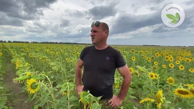 Как получить урожай подсолнечника в условиях жесткой засухи 2020 ?? Опыт Сиротина А.А. смотреть онлайн