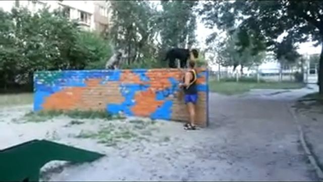 Миттельшнауцер дресировка