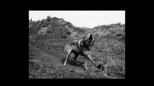 Restoring the Wolf, Restoring the Wild | Alan Arkin on Wolves | WildEarth Guardians смотреть онлайн