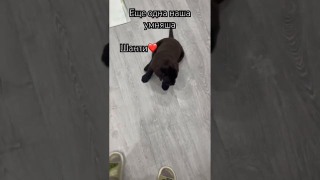 Лабрадор щенок 2 месяца ❤️ #labrador #dog #puppy #viral #cute #милота #дрессировка #лабрадоры смотреть онлайн