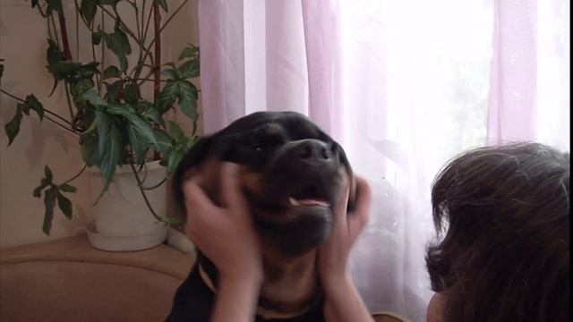 Злой ротвейлер (angry Rottweiler)
