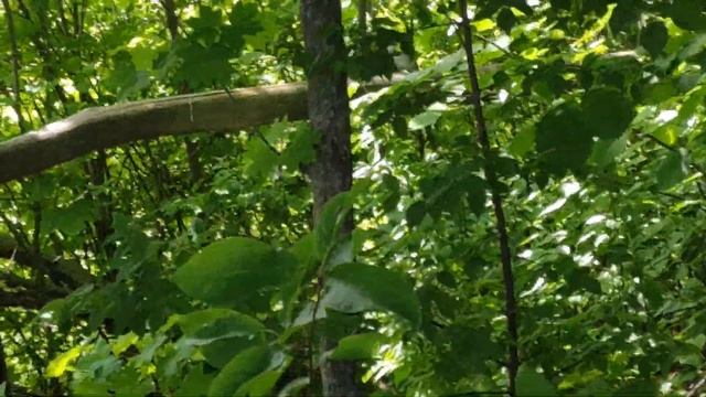 Пролесок за домом смотреть онлайн