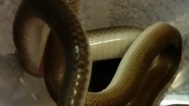 Snake Couple Dance With Mating || Snake Fighting To Death