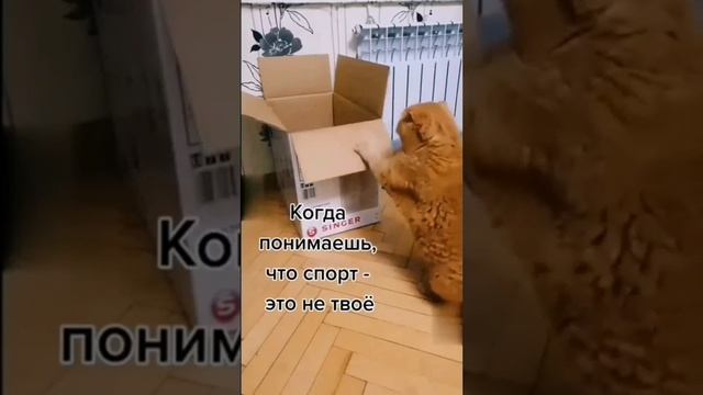 когда понимаешь, что спорт это не твое смотреть онлайн