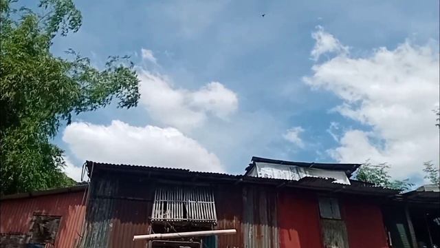 MAAGANG TUMATING KAISA SA INAASAHAN BILIS NG IBON NAKA PAG CLOCK AGAD смотреть онлайн