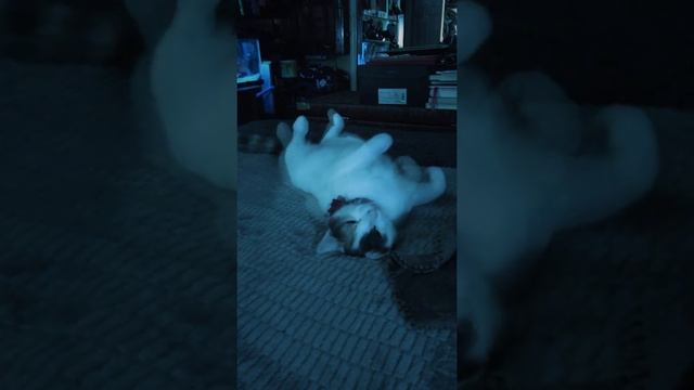 Groovy Girl смотреть онлайн