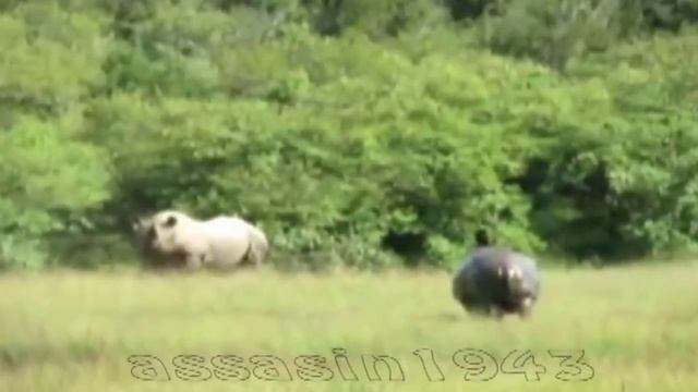 Носорог против бегемота смотреть онлайн