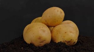 Картофель Адретта Описание Сорта Отзывы