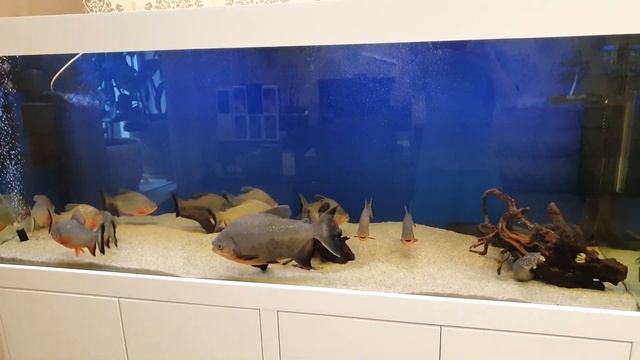 Аквариум на 1000 литров с пираньями. Содержание и уход. смотреть онлайн