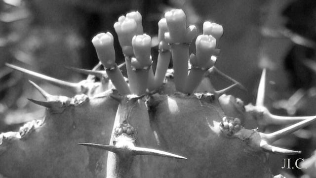 Есенин Сергей. Не жалею, не зову, не плачу... смотреть онлайн