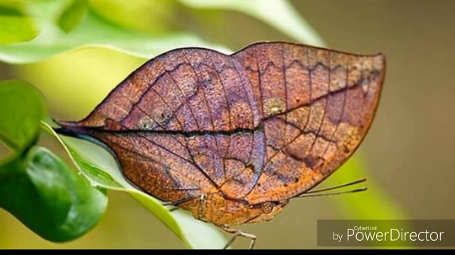 Бабочки! А какая больше нравится вам! смотреть онлайн