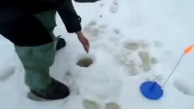 Ловля судака на тюльку. смотреть онлайн