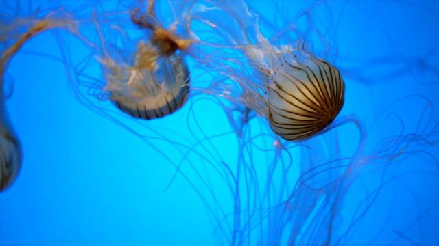 BEST RELAX MUSIC | SLEEP MUSIC | AQUARIUM COLLECTION CORAL REEF | 2 HOURS смотреть онлайн