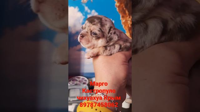 питомник чихуахуа Кастропуло Крым Симферополь купить продам щенков Мини собачки смотреть онлайн