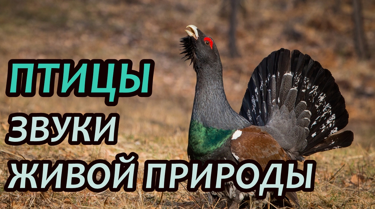 Голоса и звуки птиц. Живая Природа смотреть онлайн