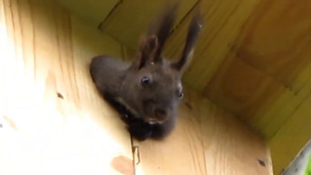 БЕЛКА В ДОМИКЕ - ЧЁРНАЯ КРАСАВИЦА. Squirrel in the house-black beauty смотреть онлайн