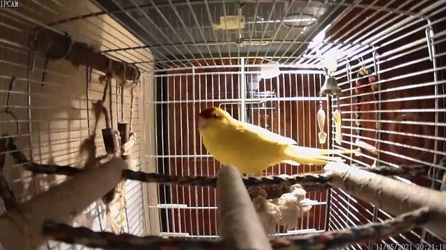 Какарики онлайн смотреть онлайн