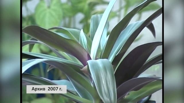 Памяти Назира Загитовича Зиязова. Архив 2007 года. смотреть онлайн