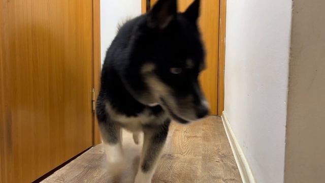 My Dog and Cat Reaction to the Fake Leo! Сat Face Prank Challenge смотреть онлайн