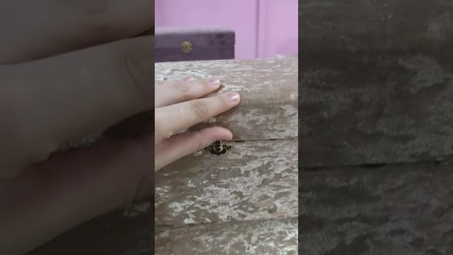 СВАДЕБНЫЕ СУНДУКИ / ПРИДАНОЕ НЕВЕСТЫ смотреть онлайн