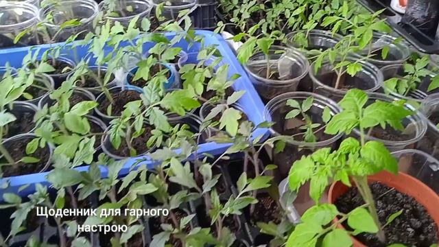 30 квітня 2021 Закрутила огірки Підсипала землі до розсади помідорів Розсада перцю, капусти смотреть онлайн