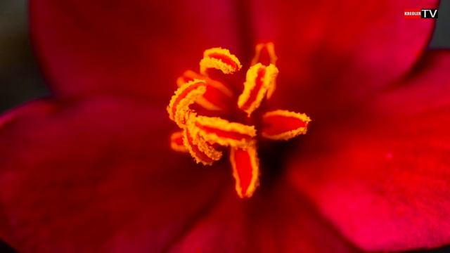 Jatropha integerrima - Île de la Réunion смотреть онлайн