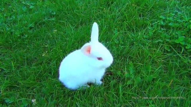 Маленький белый кролик смотреть онлайн