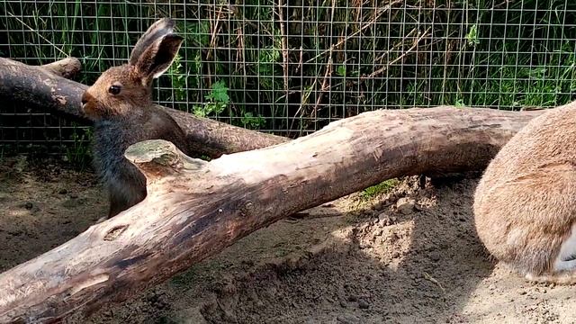 Знакомство с Колобком. Заяц с философским взглядом на жизнь. смотреть онлайн