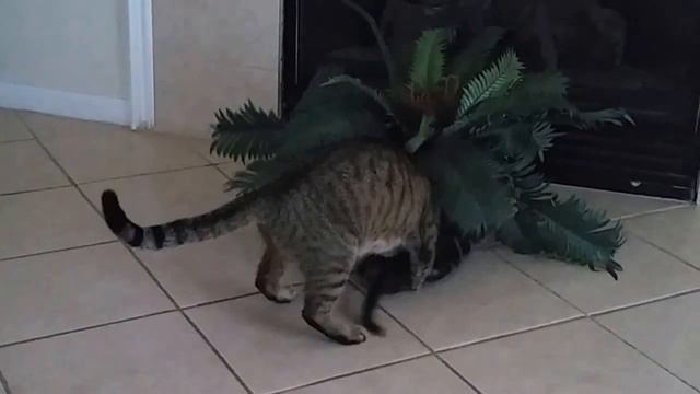 Mama cat hugs kitten смотреть онлайн