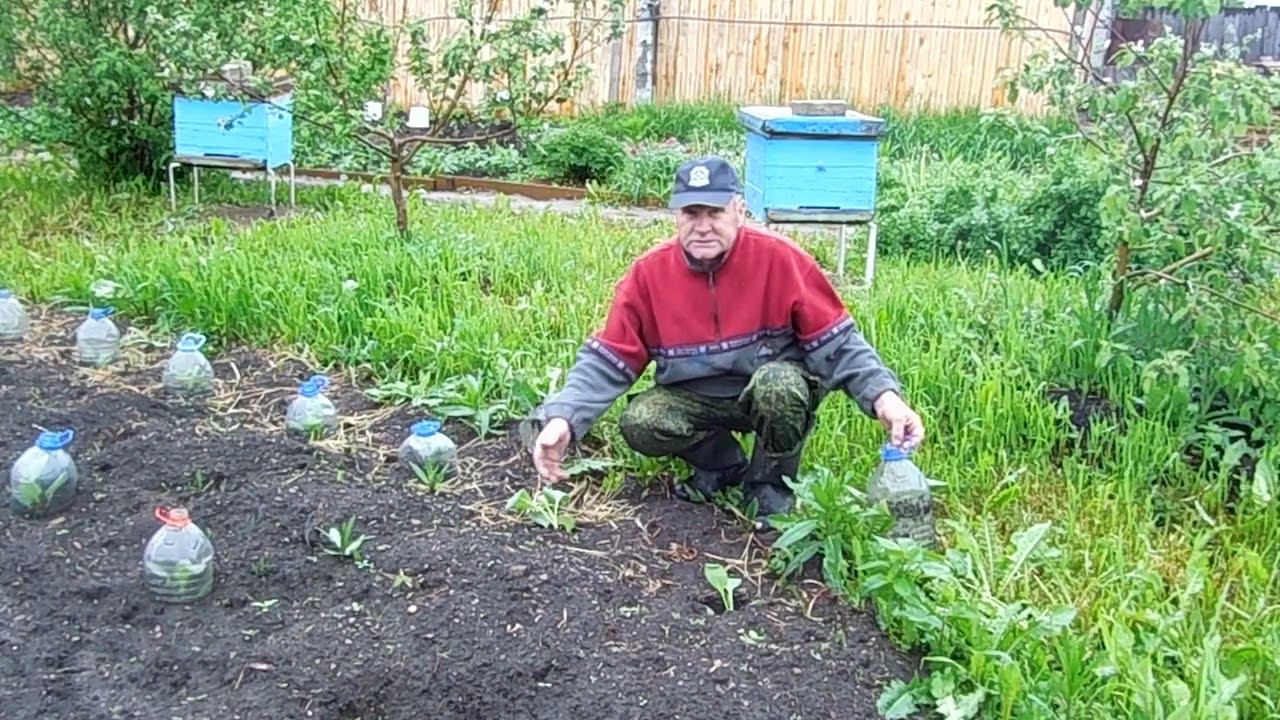 Пластиковые бутылки в помощь капусте. смотреть онлайн