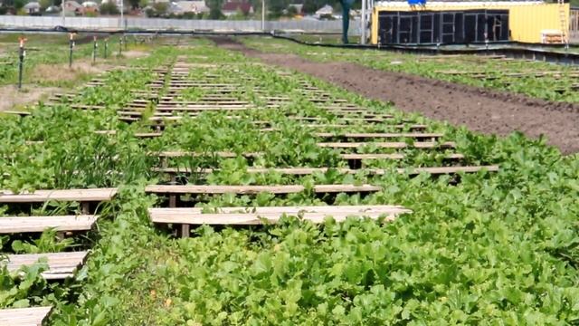 Результаты всхожести травы на поле улиток | Snails House Farm смотреть онлайн